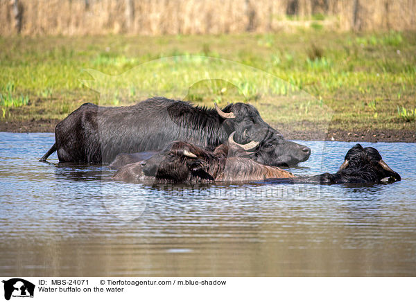 Wasserb�ffel am Wasser / Water buffalo on the water / MBS-24071