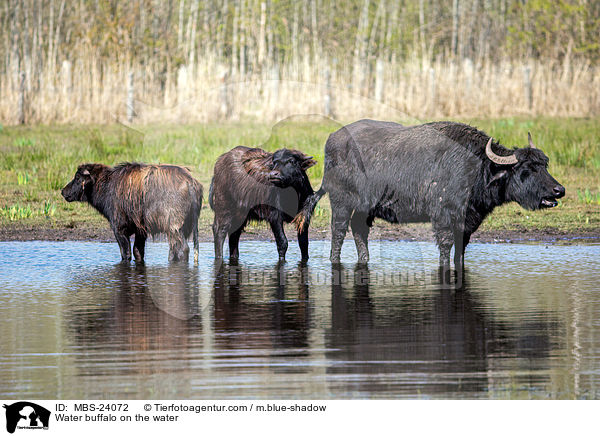 Water buffalo on the water / MBS-24072