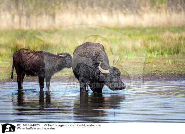 Wasserbffel am Wasser / Water buffalo on the water / MBS-24073