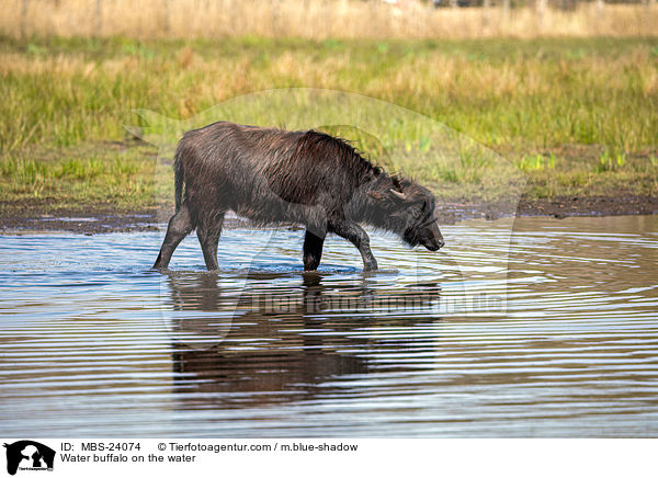 Wasserbffel am Wasser / Water buffalo on the water / MBS-24074