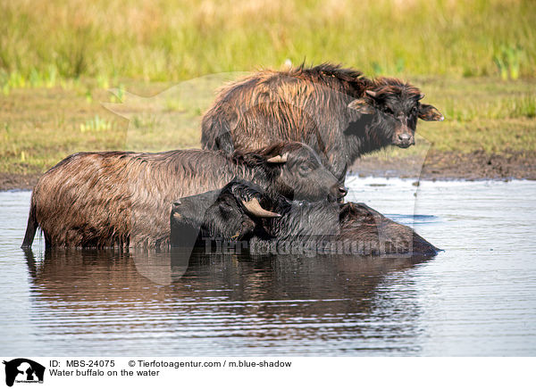 Water buffalo on the water / MBS-24075