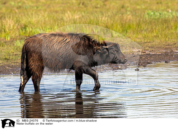 Water buffalo on the water / MBS-24076