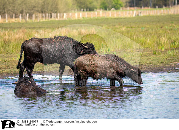 Water buffalo on the water / MBS-24077