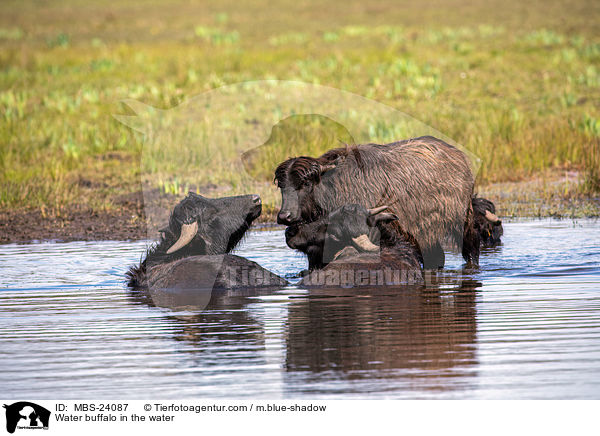 Wasserbffel im Wasser / Water buffalo in the water / MBS-24087