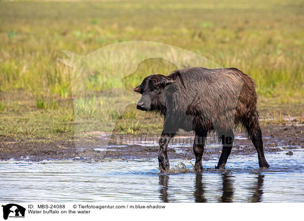 Wasserbffel am Wasser / Water buffalo on the water / MBS-24088