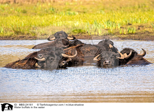 Wasserbffel im Wasser / Water buffalo in the water / MBS-24181