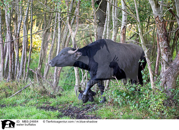Wasserb�ffel / water buffalos / MBS-24664