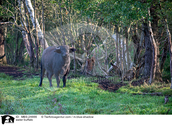 Wasserbffel / water buffalo / MBS-24666