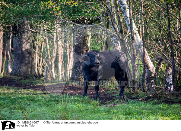 Wasserb�ffel / water buffalo / MBS-24667