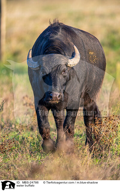 water buffalo / MBS-24786