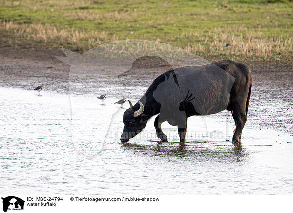 water buffalo / MBS-24794