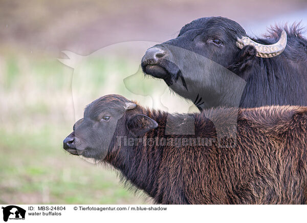 Wasserbffel / water buffalos / MBS-24804