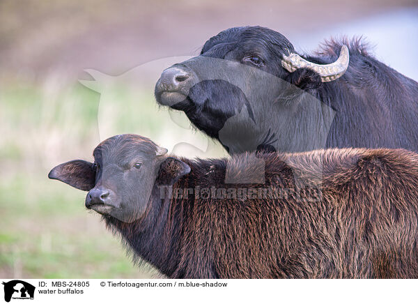 water buffalos / MBS-24805