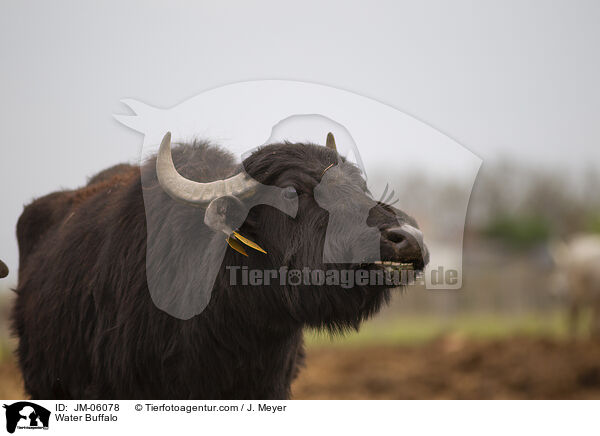 Water Buffalo / JM-06078