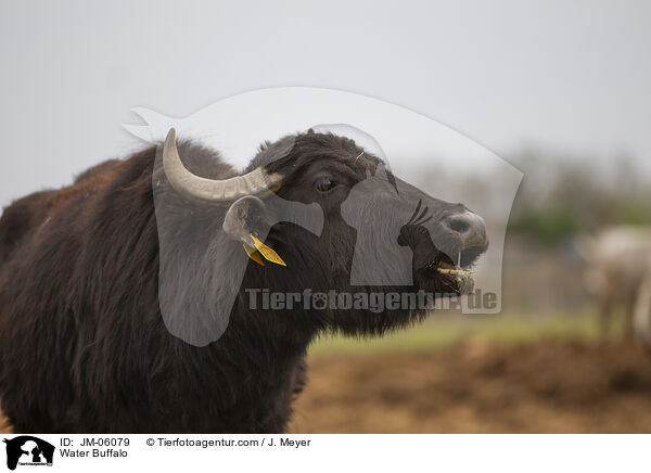 Water Buffalo / JM-06079