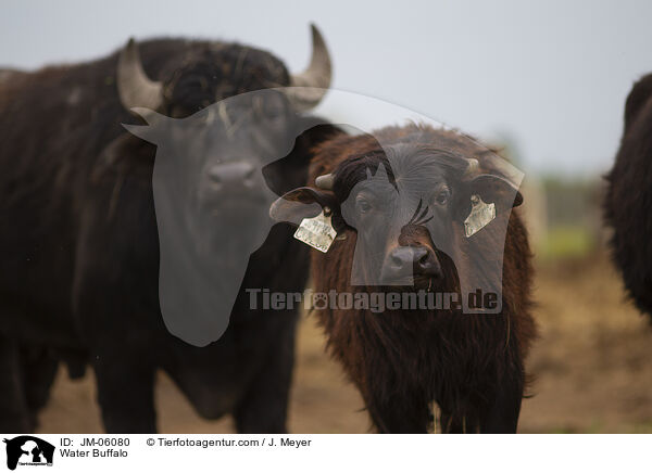 Water Buffalo / JM-06080