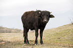 standing Water Buffalo