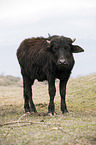 standing Water Buffalo