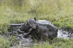 Water Buffalo in the sludge