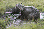 Water Buffalo in the sludge