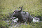 Water Buffalo in the sludge