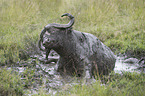 Water Buffalo in the sludge