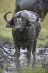 standing Water Buffalo