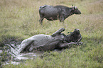 Water Buffalos