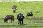 water buffalo