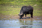 Water buffalo on the water