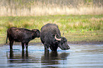 Water buffalo on the water