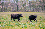 water buffalo