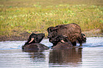 Water buffalo in the water