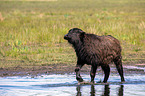 Water buffalo on the water