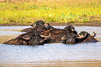 Water buffalo in the water