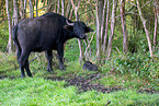 water buffalos