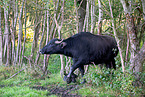 water buffalos