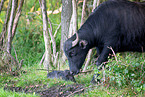 water buffalos