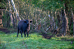 water buffalo