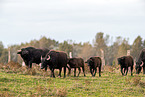 Water Buffalo