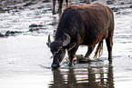 water buffalo