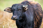 water buffalo