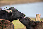 water buffalos