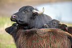 water buffalos