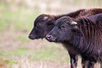 water buffalos