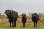 Water Buffalo