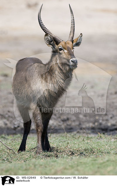 Wasserbock / waterbuck / WS-02649