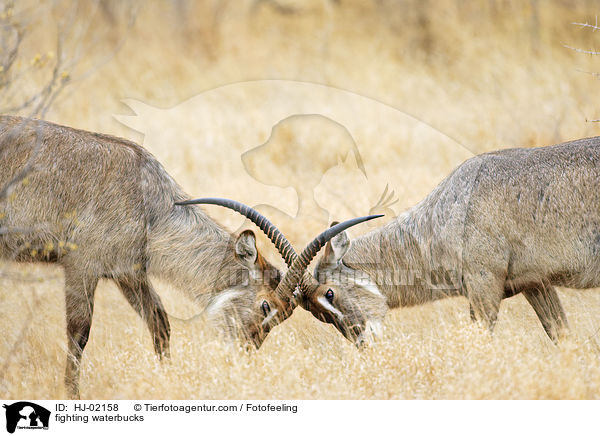 kmpfende Wasserbcke / fighting waterbucks / HJ-02158