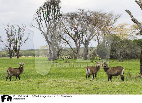 Gemeine Wasserbcke / waterbucks / JR-01434