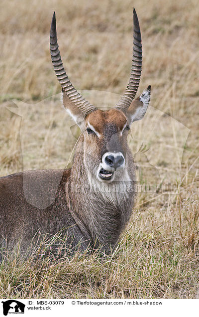 Gemeiner Wasserbock / waterbuck / MBS-03079